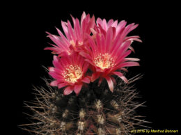 Eriosyce simulans (syn. Neochilenia simulans) 894